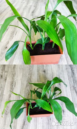 Комнатные: Драцена Сандера, Каланхоэ