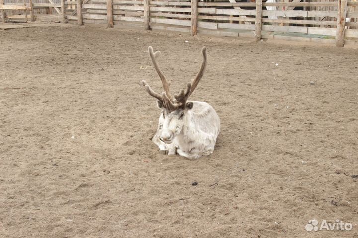 Поездка в Териберку - экскурсия