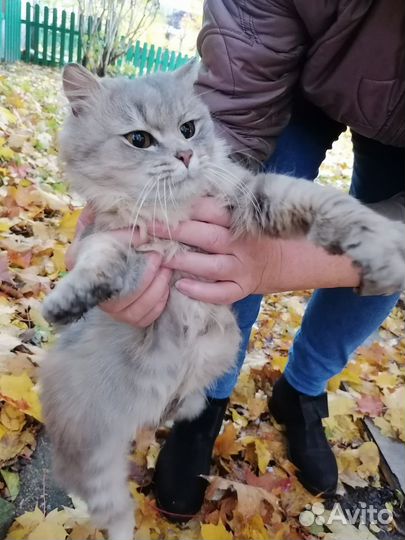 Кошка в дар