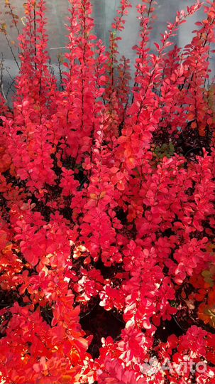 Барбарис тунберга Эректа