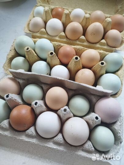 Инкубационное яйцо разных пород