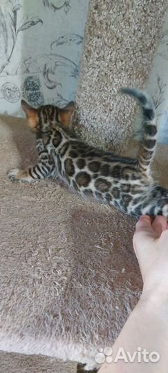 Бенгальские котята