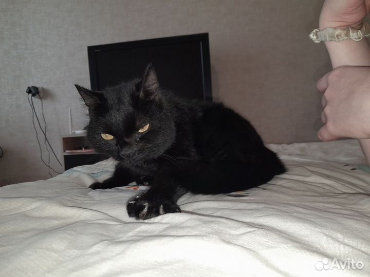 Кошка в дар бесплатно