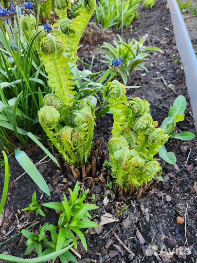 Папоротник