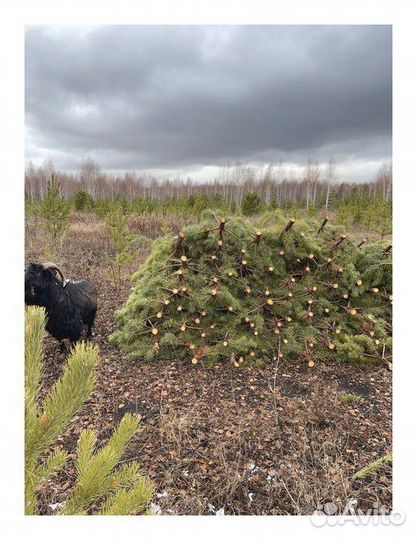 Сосна Новогодняя