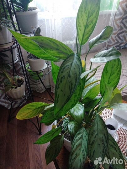 Аглаонема Мария