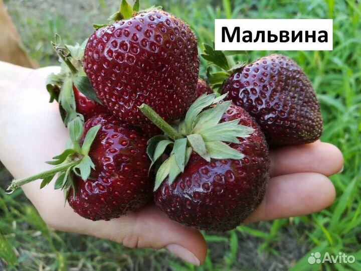 Рассада клубники