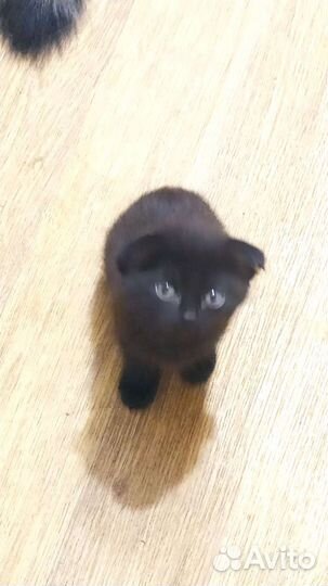 Котята в добрые руки приучены к лотку