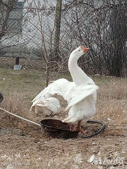 Продаю гусей