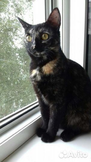 Кошечка Арабеска