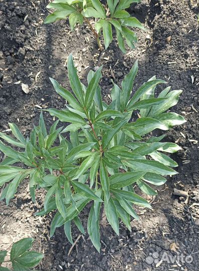 Пион (саженец)