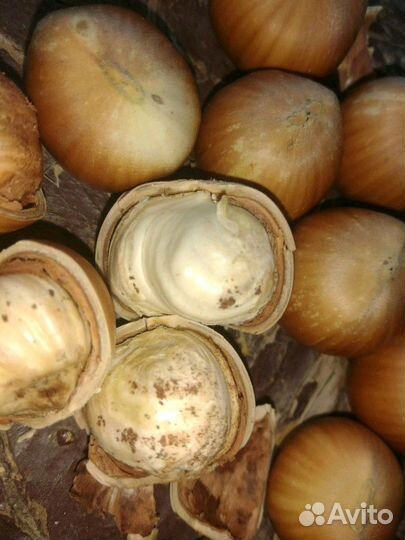 Орех фундук Трапезунд саженец