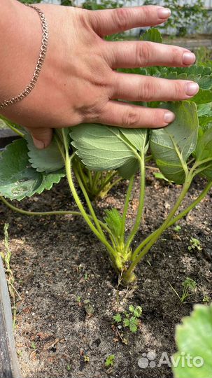 Рассада клубники гигантелла