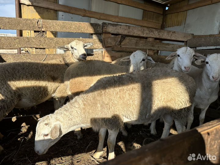 Баранчики дорпер