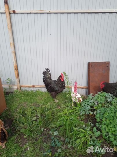 Петух Григорий