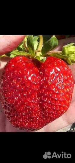 Клубника, малина, ежемалина