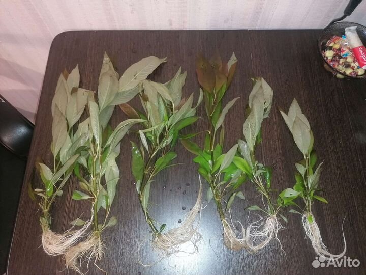 Аквариумные растения