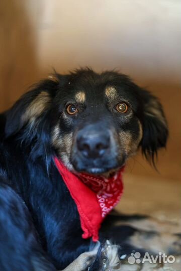 Фифа миниатурная красавица