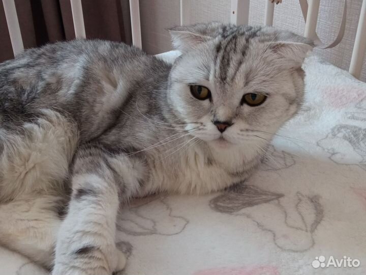Кошка в дар