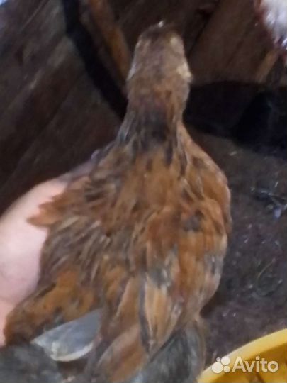 Цыплята кур несушек