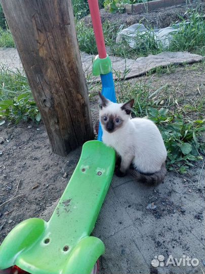 Котята в добрые руки бесплатно