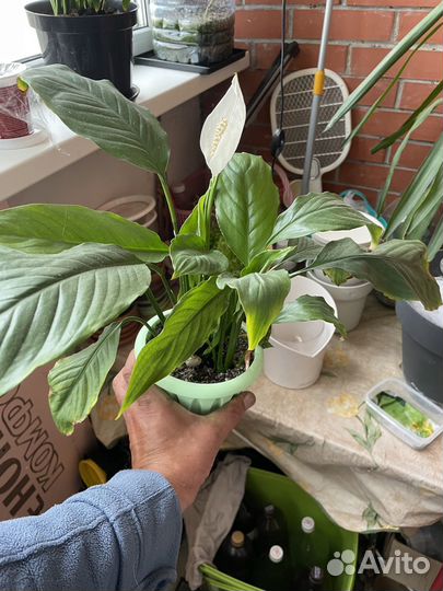 Спатифиллум, Женское счастье, комнатное растение