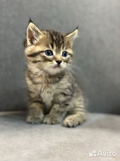 Котята 1мес