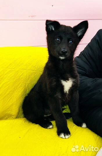 Щенки ищут дом