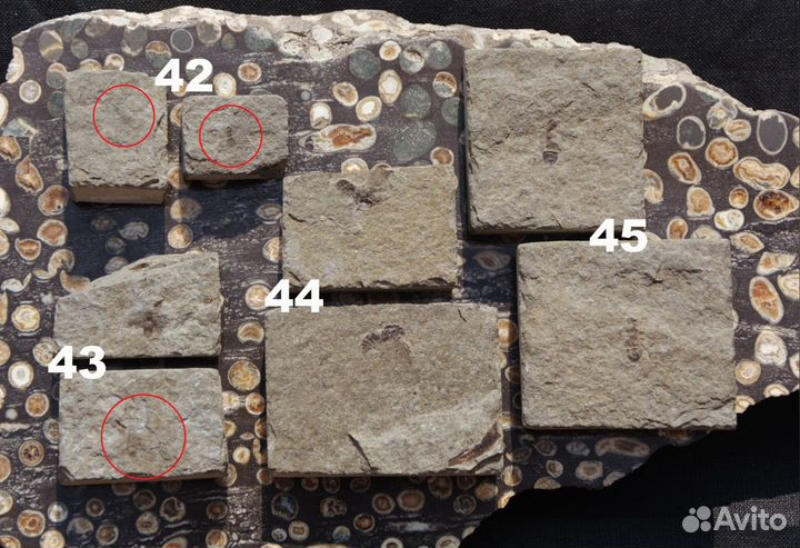 Насекомые (окаменелости)