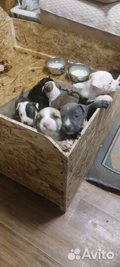 Продажа щенков