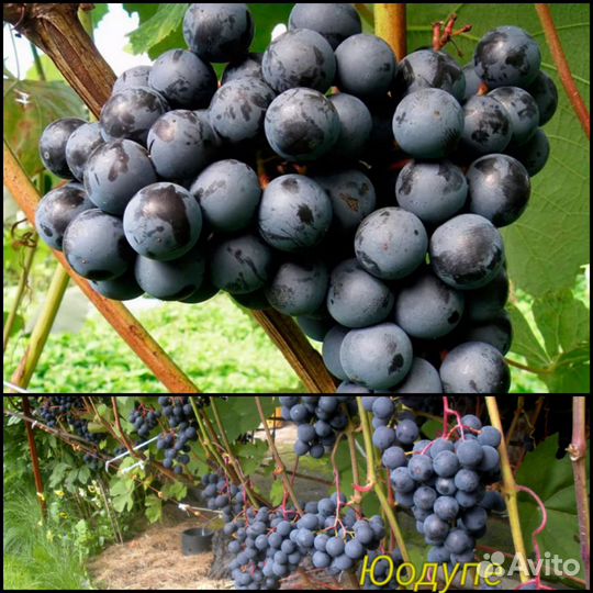 Виноград в Подмосковье