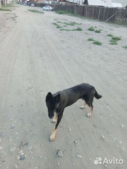 Немецкая овчарка