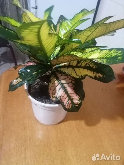 Кодиеум кротон