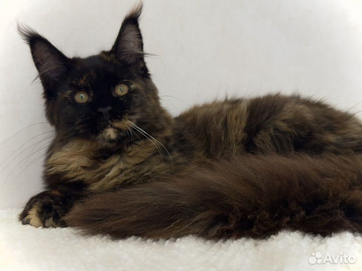 Самые настоящие мейн-куны