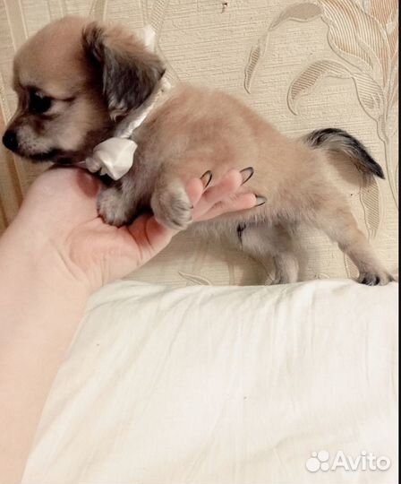 Щенки той шпиц