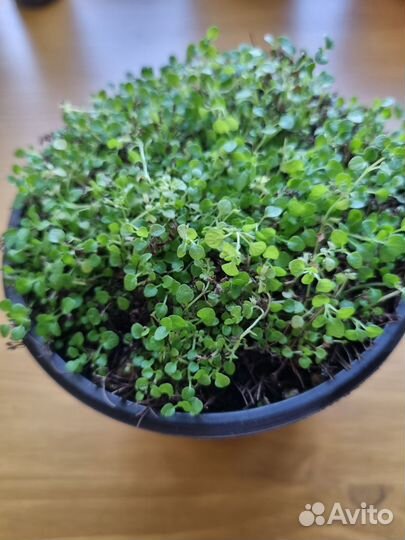 Мята mini минт (корсиканская)