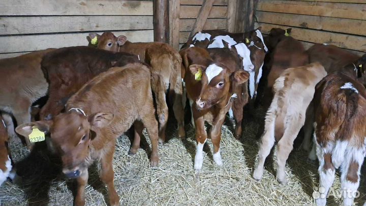 Телята шустрые бычки и телки