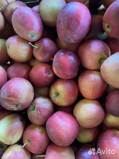 Яблоки Моди