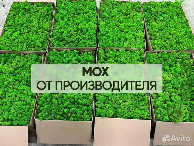 Стабилизированный мох, ягель купить в Санкт-Петербурге | Товары для ...