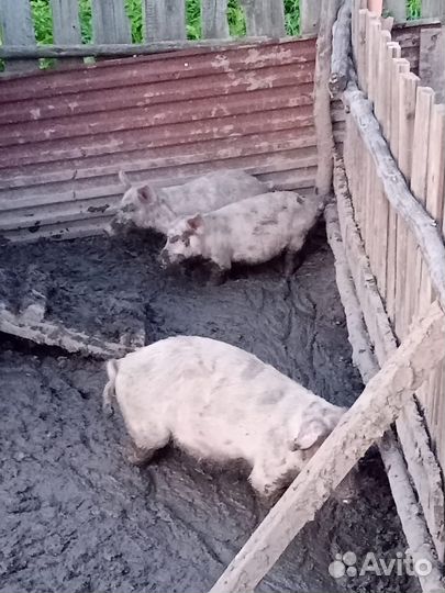 Свиньи поросята