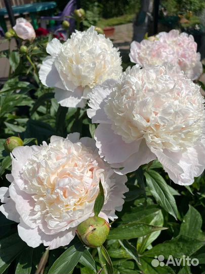 Саженцы пиона Энджел Чикс