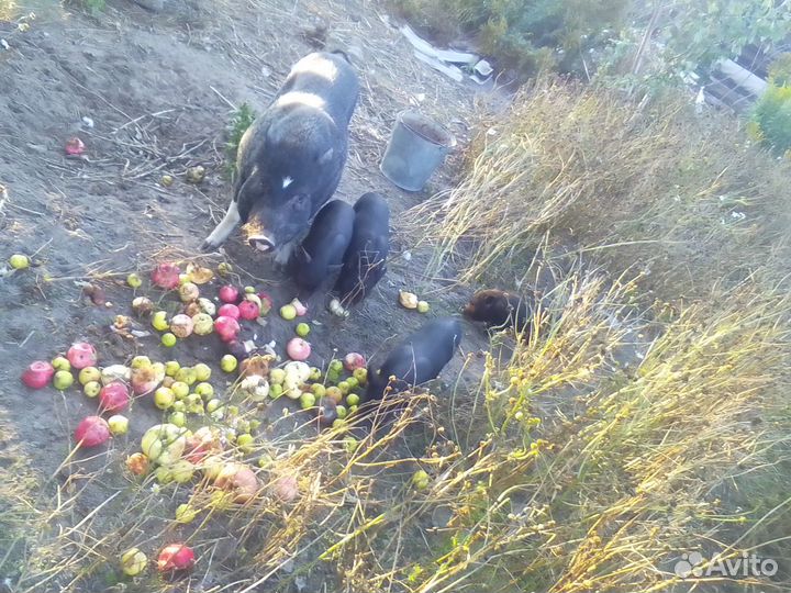 Вьетнамские поросята