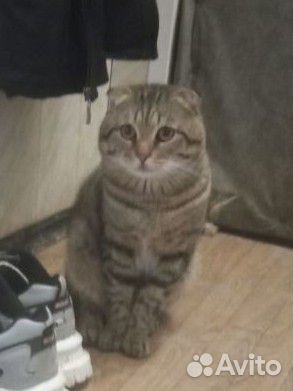Шотландская вислоухая кошка бесплатно