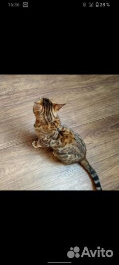 Бенгальская