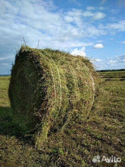 Сено и люцерна смешанная 550 кг