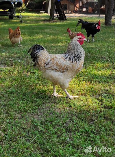 Петухи Нидерхайнер