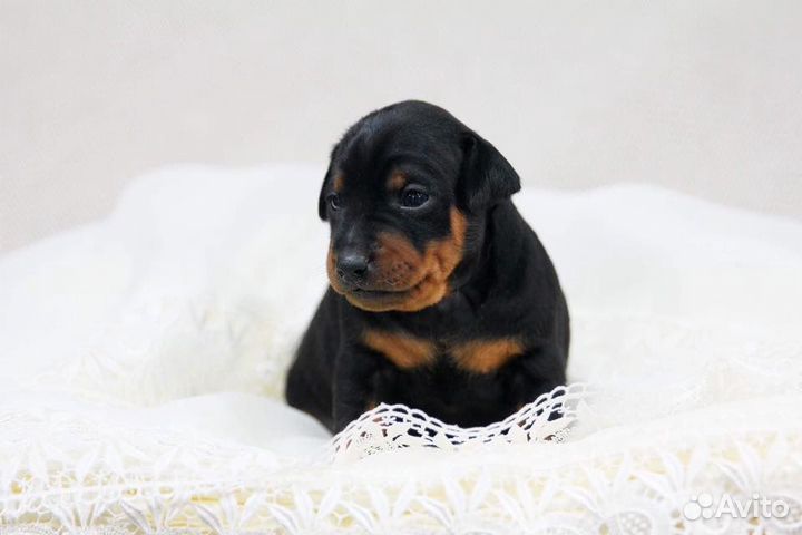 Щенки цвергпинчера