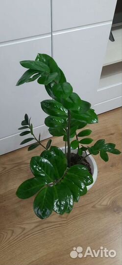 Замиокулькас