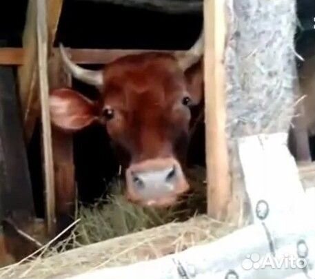 Сокращаем Хозяйство, Сливочное Масло