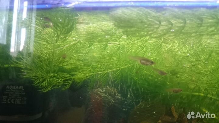 Гуппи молодняк